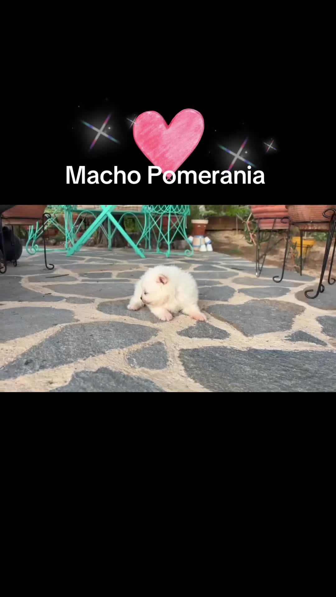 Pomerania perros en venta: Pomerania standar blanco macho!!! - Video 1