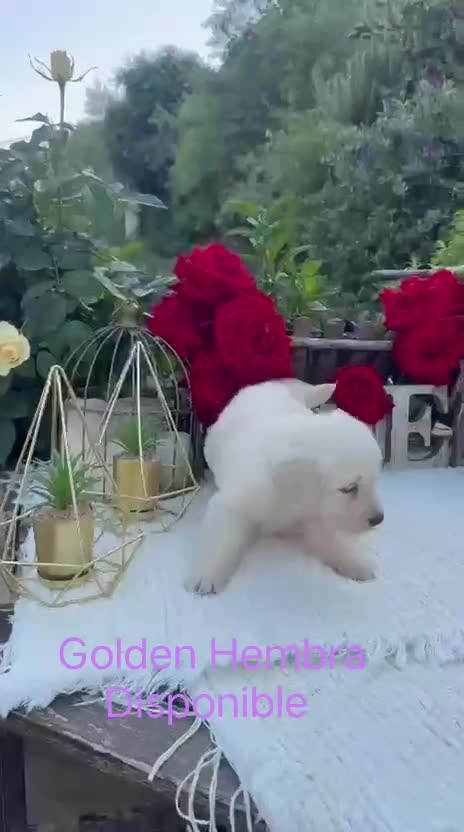 Golden Retriever perros en venta: Golden retriever hembras disponibles preciosas  - Video 1