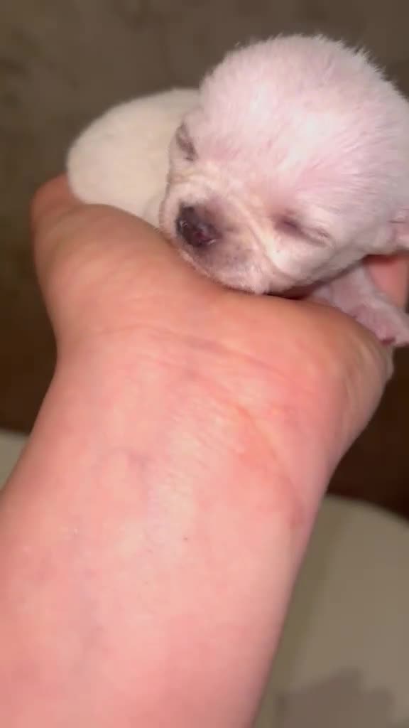 Chihuahua perros en venta: Chihuahua  - Video 1