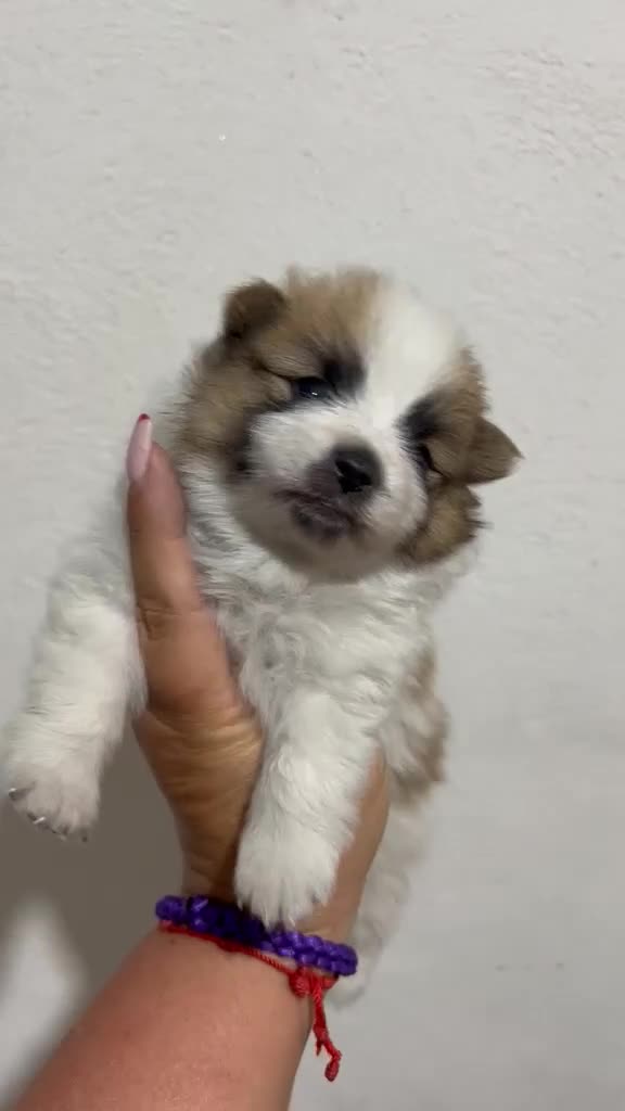Pomerania perros en venta: POMERANIA BICOLOR MINI TOY - Video 2