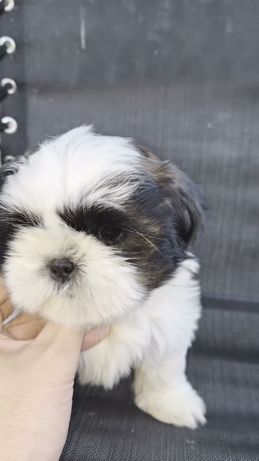 Shih Tzu perros en venta: Machitos shih tzus  - Video 3