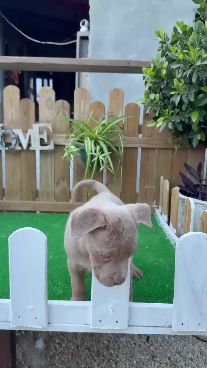 American Bully perros en venta: American Bully XL Macho Trililac  - Video 1