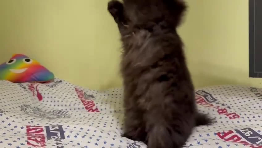 Persa gatos en venta: Gatos persas - Video 1
