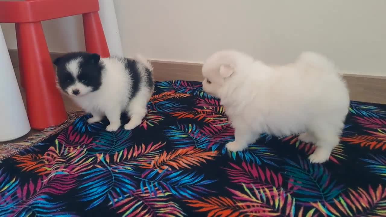 Pomerania perros en venta: Cachorritas de Pomerania  - Video 1