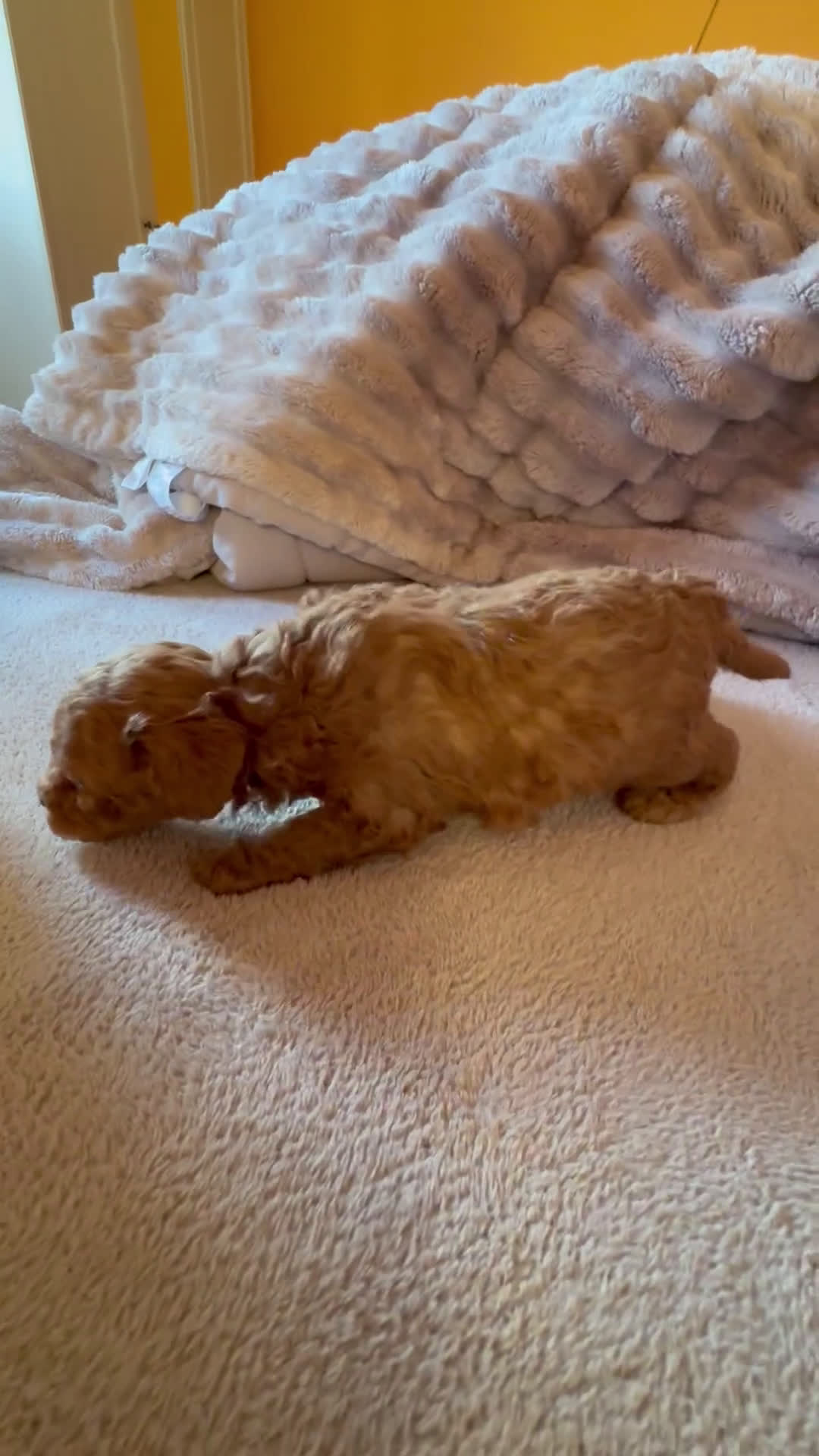 Caniche Toy perros en venta: Precioso cachorro Caniche Toy Rojo - Video 1