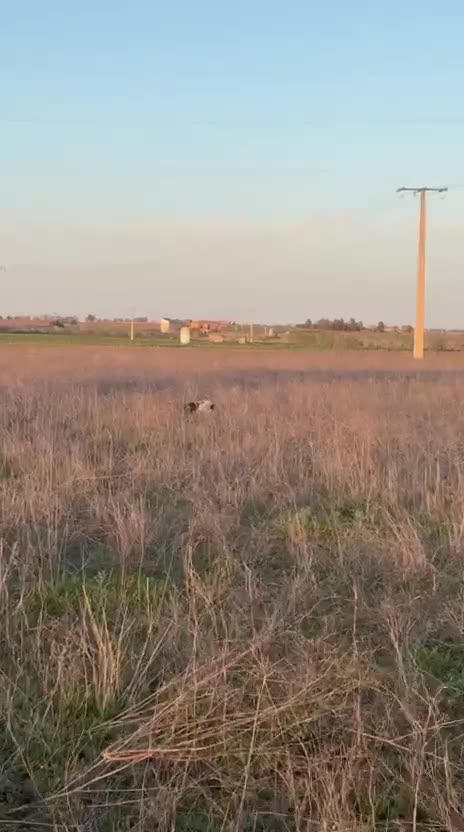 Setter Inglés perros en venta: Seter inglés  - Video 3