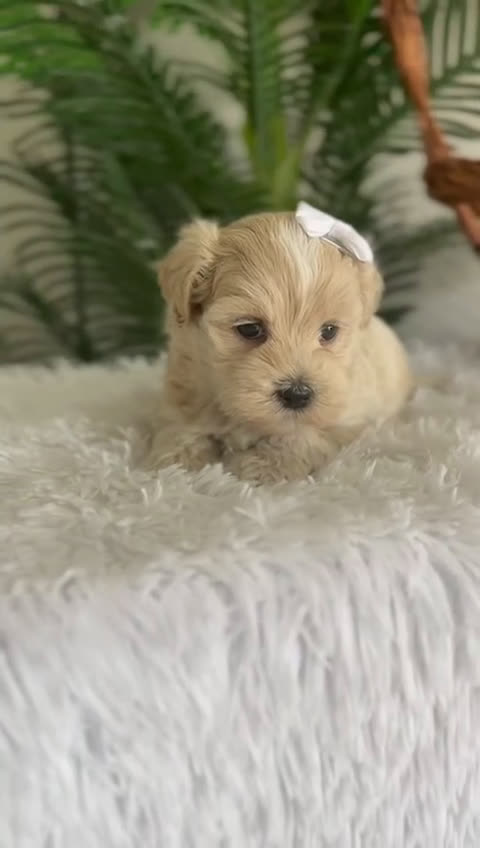 Maltipoo perros en venta: MALTIPOO MACHO - Video 1