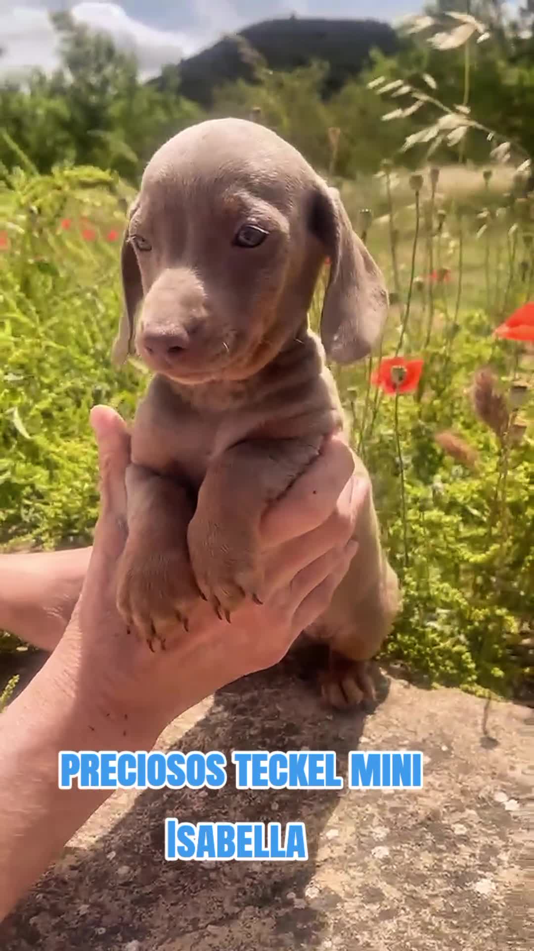 Teckel Miniatura perros en venta: Teckel Miniatura Isabella Macho - Video 3