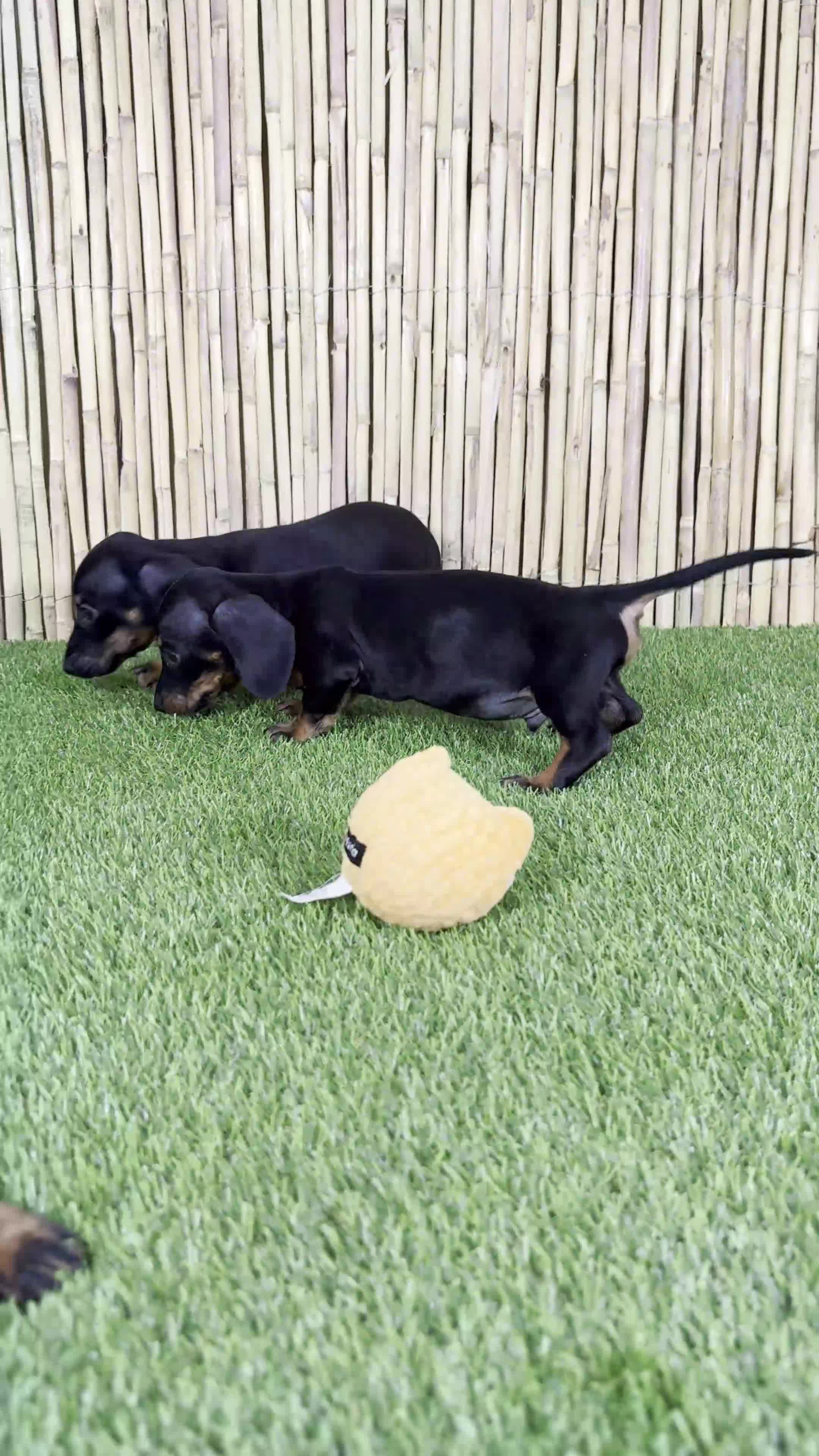 Teckel Miniatura perros en venta: TECKEL MINIATURA - Video 1