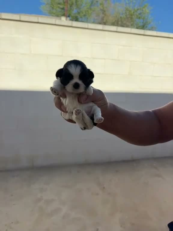 Shih Tzu perros en venta: Shih Tzu - Video 1