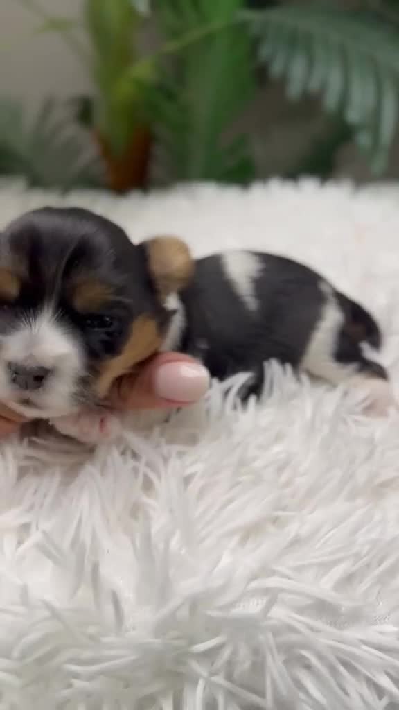 Yorkshire Terrier perros en venta: YORKSHIRE BIEWER - Video 2