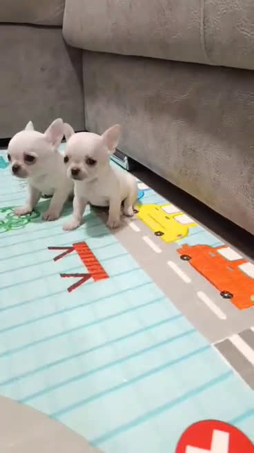 Chihuahua perros en venta: CHIHUAHUAS MINI TOYS  - Video 1