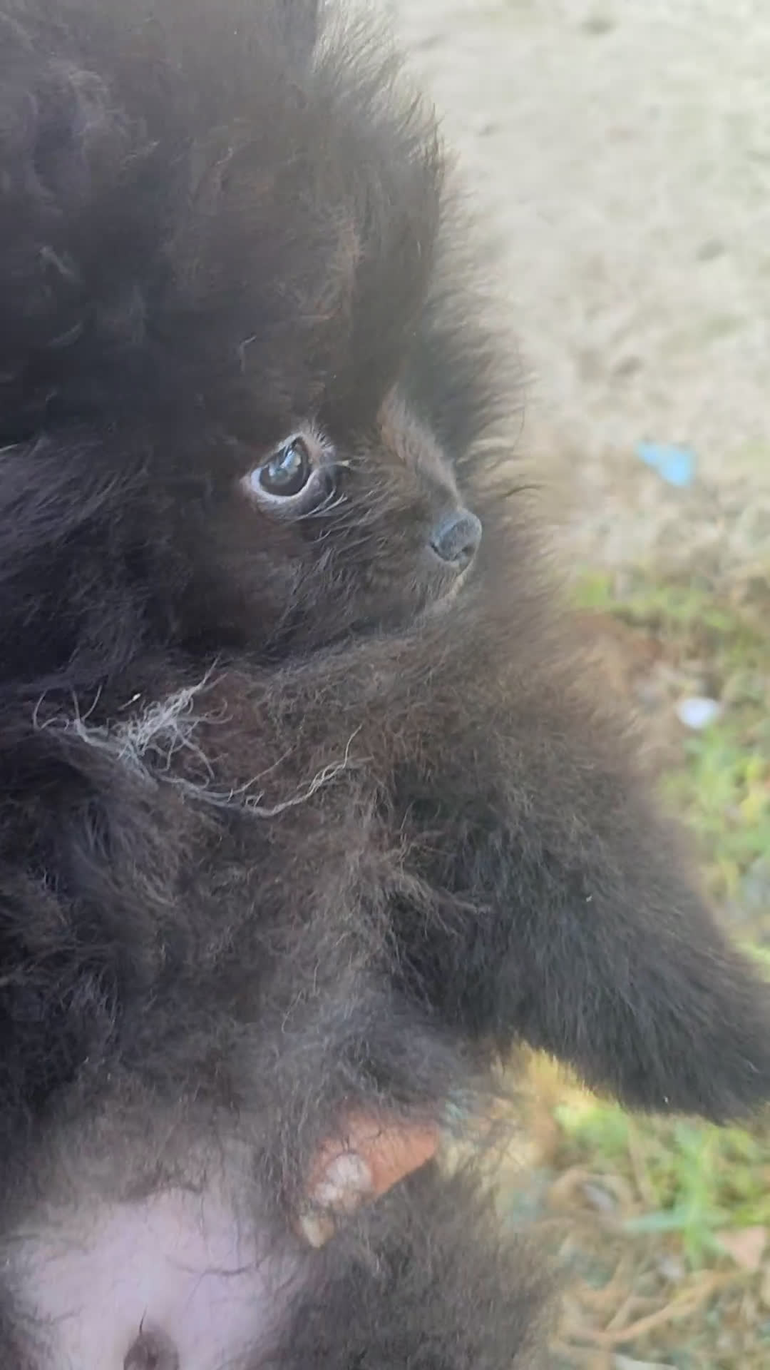Pomerania perros en venta: Lulú de pomerania precio real. - Video 1