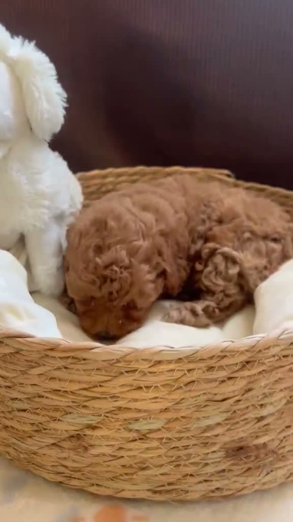 Caniche Toy perros en venta: Caniche toy - Video 1