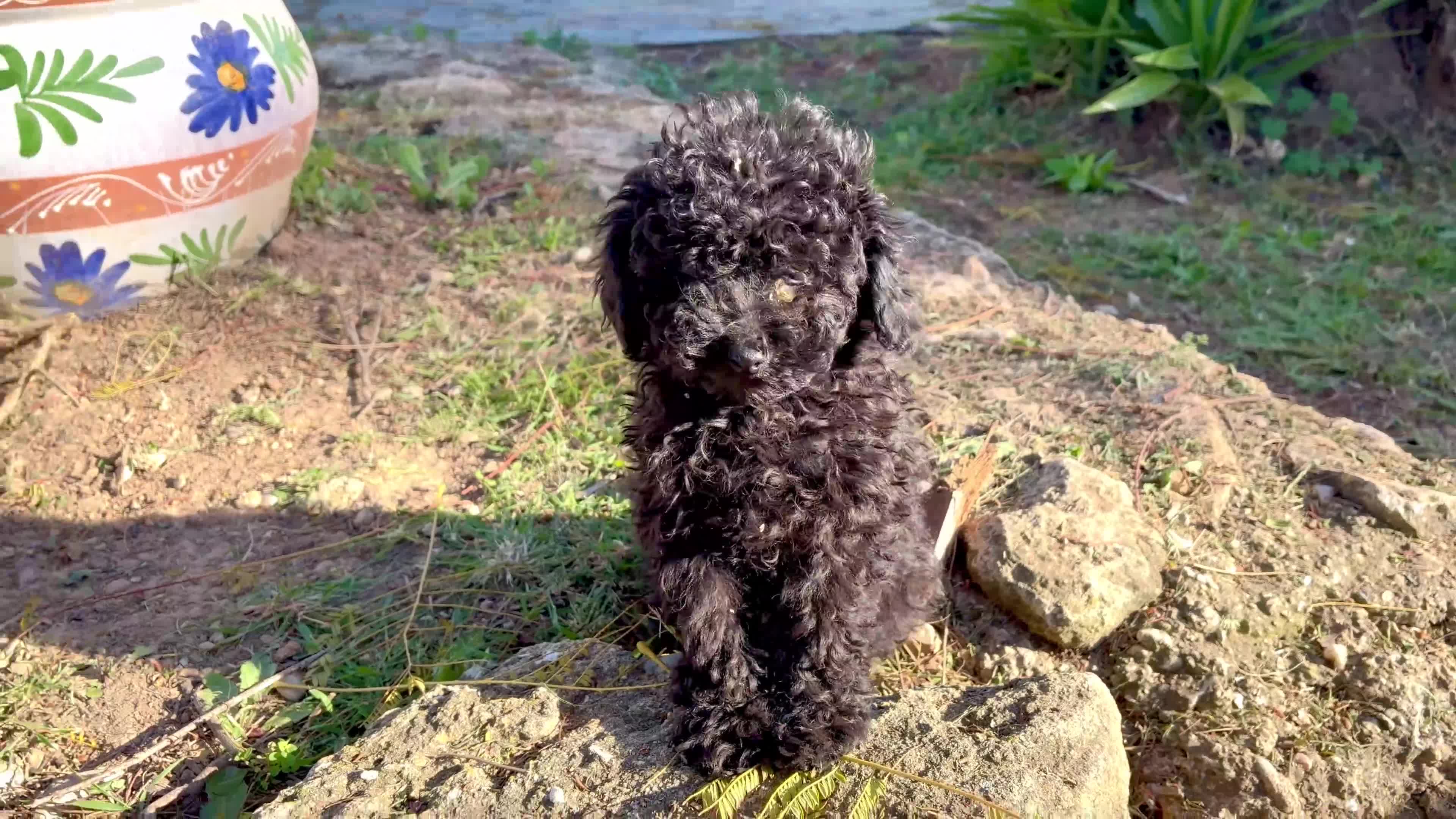Caniche Toy perros en venta: Caniche toy negro  - Video 2