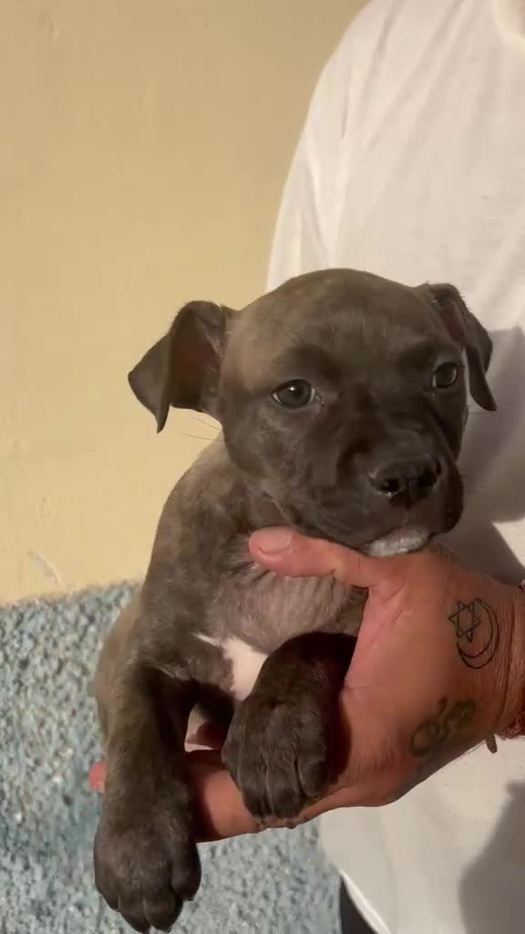 American Pit Bull Terrier perros en venta: Pitbull  - Video 2