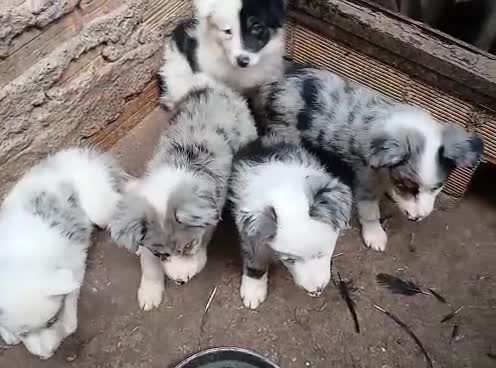 Border Collie perros en venta: Cachorros border collie puros - Video 1