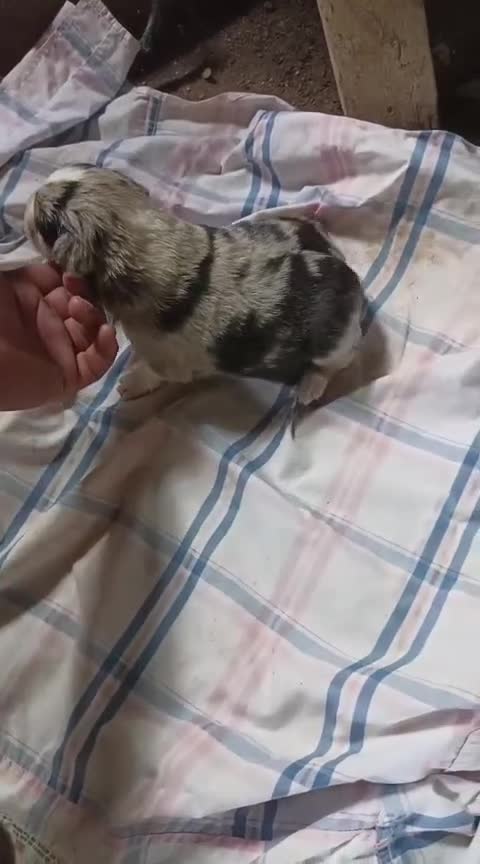 Border Collie perros en venta: Border collie - Video 3