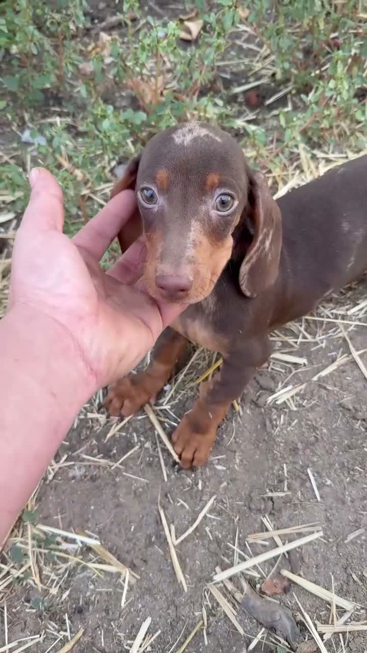 Teckel Miniatura perros en venta: Teckel miniatura - Video 2