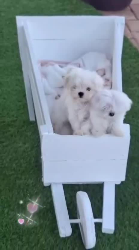 Bichón Maltés perros en venta: ‼️Hembras de Bichón Maltés 100% línea coreana - Video 1