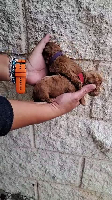 Caniche Toy perros en venta: Caniche toy - Video 2