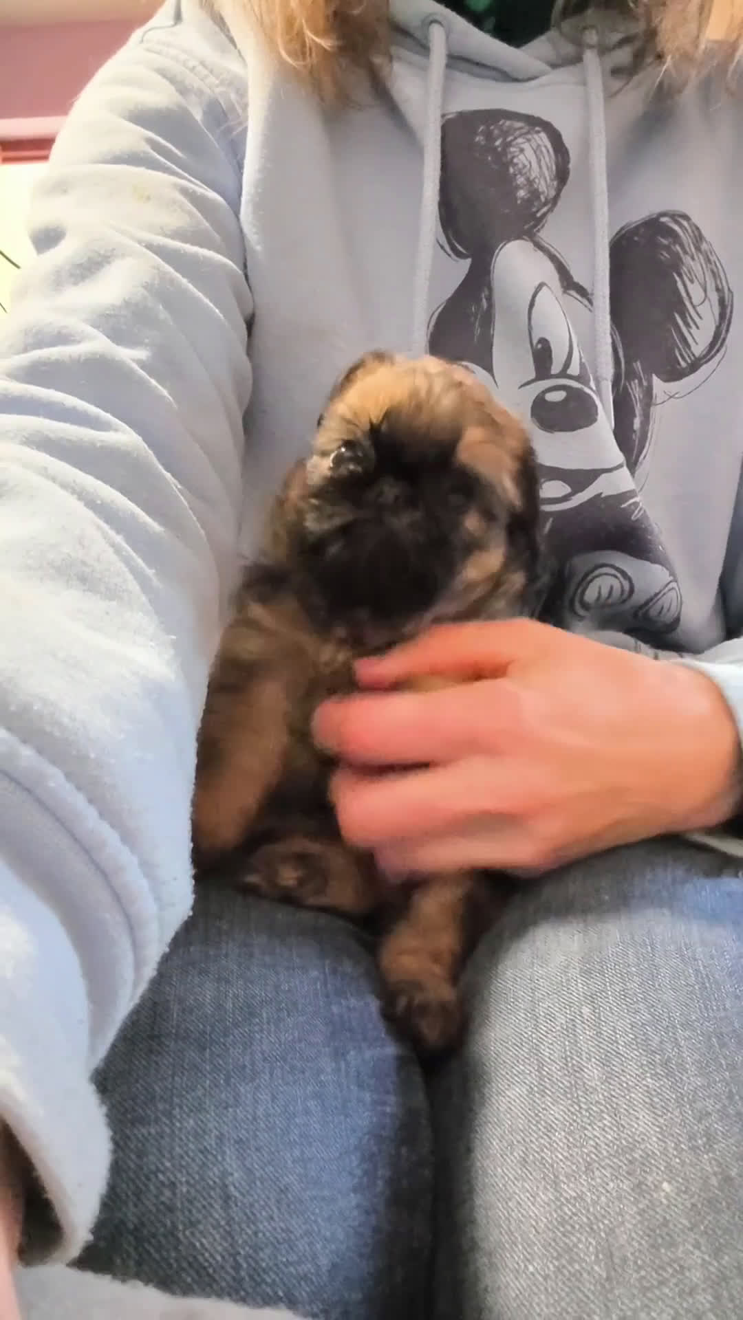 Grifón de Bruselas perros en venta: Grifon de Bruselas, griffones de bruselas - Video 1