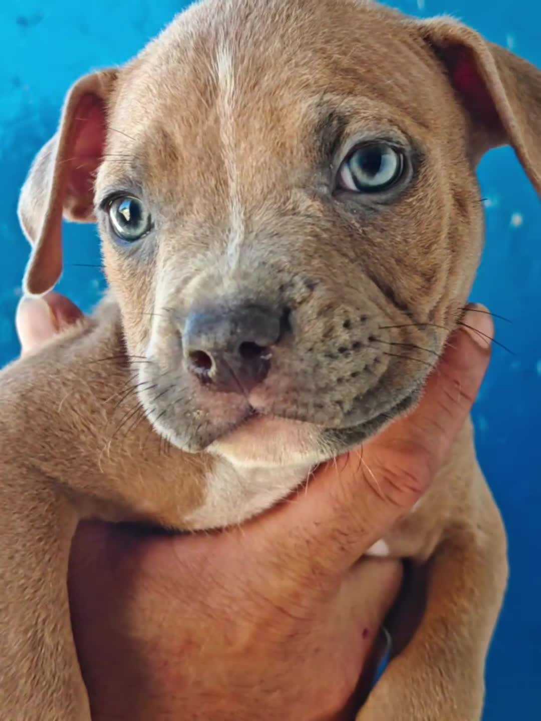 American Staffordshire-Terrier perros en adopcion: American  - Video 1