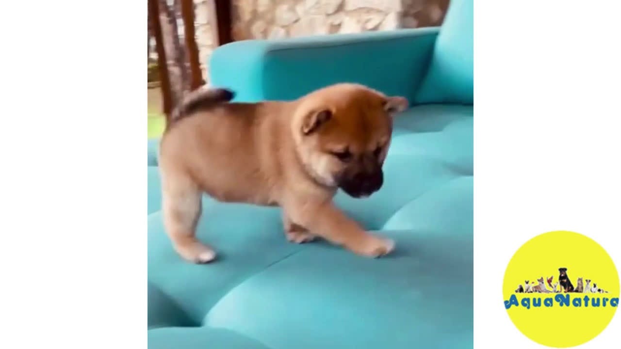 Shiba Inu perros en venta: Shiba Inu Hembra 1 de Magy - AQUANATURA en Barcelona - Video 1