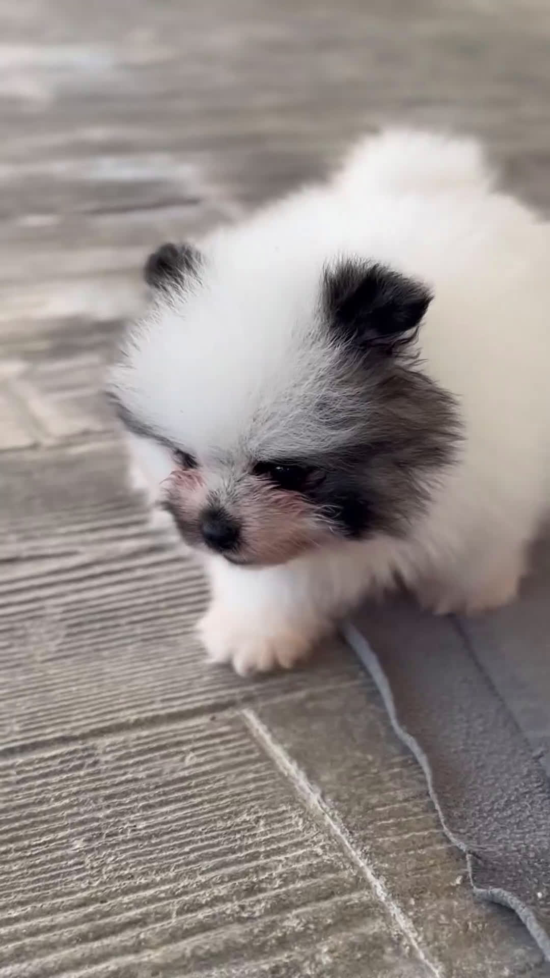 Pomerania perros en venta: 🐾 PEQUEÑOS Y MARAVILLOSOS POMERANIA 🐾 - Video 2