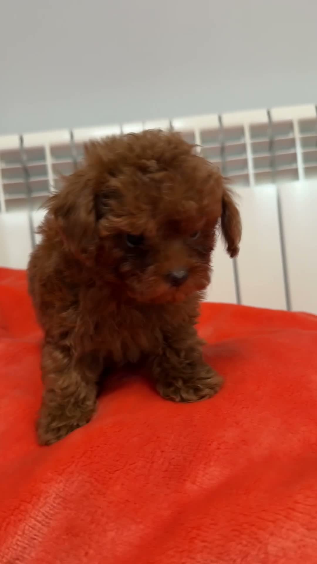 Caniche Toy perros en venta: CANICHE TOY HEMBRA LÍNEA ASIATICA en Barcelona - Video 1