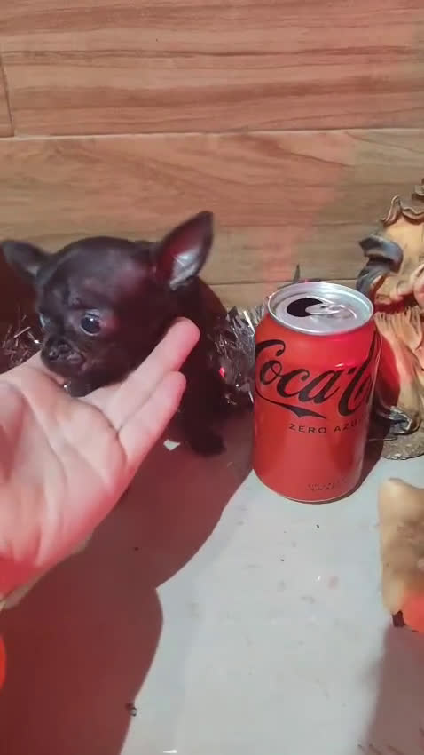Chihuahua perros en venta: Chihuahua  - Video 1