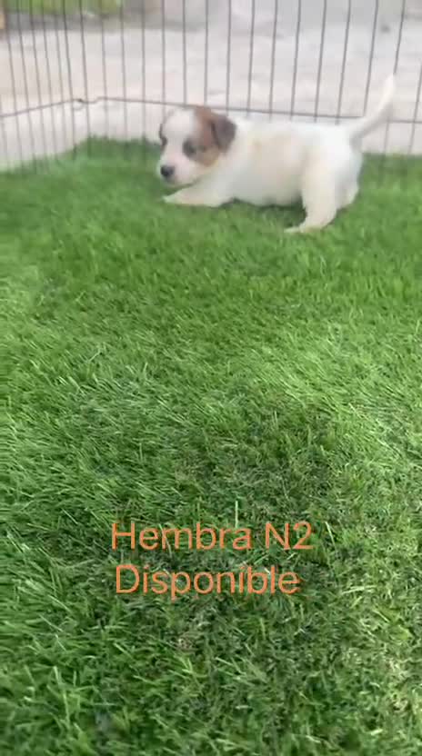 Jack Russell Terrier perros en venta: Jack Russell de pelo corto y patitas corta bicolor - Video 5