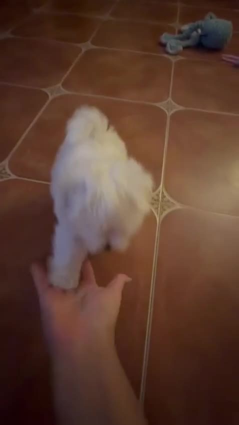 Bichón Maltés perros en venta: Bichon Mates linea coreana - Video 2