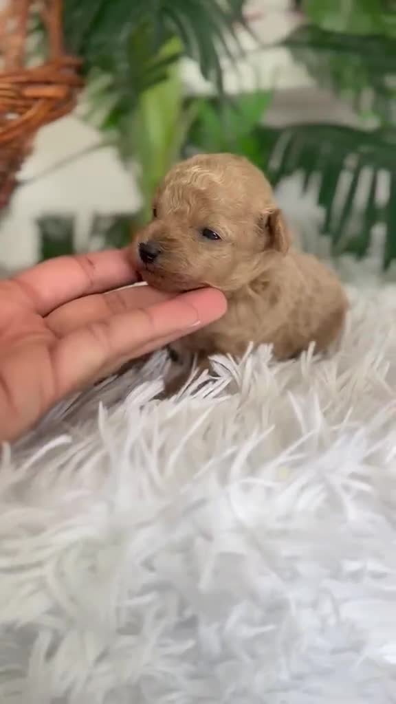 Caniche Toy perros en venta: CANICHE TOY HEMBRA - Video 1