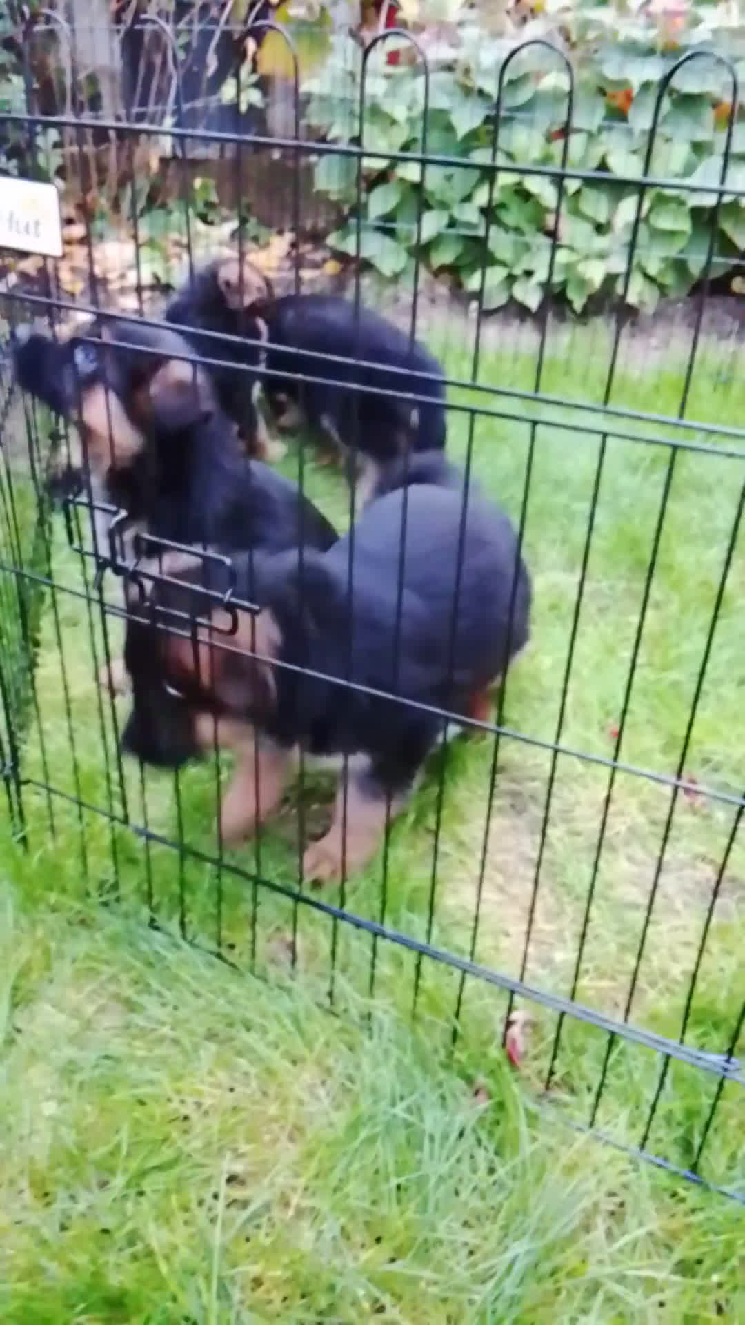 Pastor Alemán perros en venta: Cachorros de pastor alemán  - Video 1