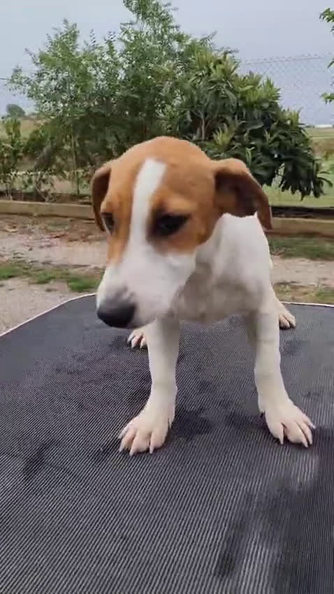Jack Russell Terrier perros en venta: Jack russell - Video 1