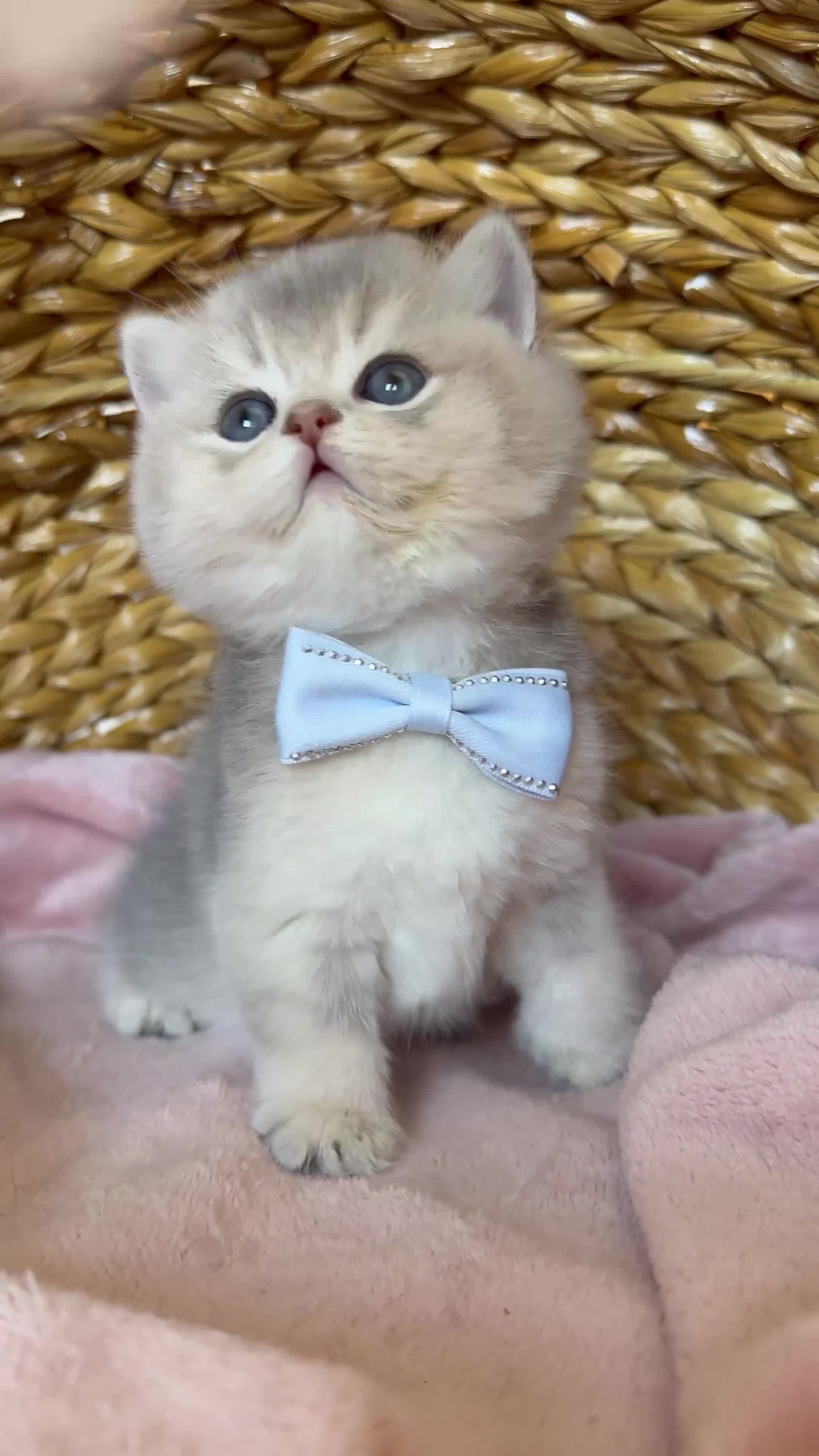 Británico de Pelo Corto gatos en venta: Camada G(2)🩵 Gael y Gino South Teddy 🩵 - Video 1