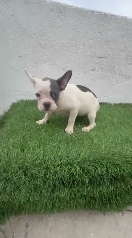 Bulldog Francés perros en venta: Bulldog frances  - Video 2