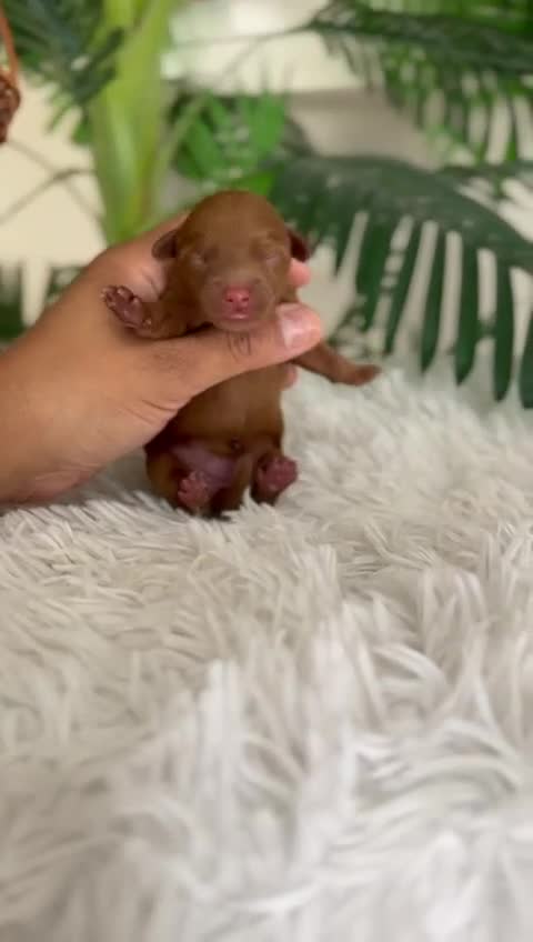 Maltipoo perros en venta: MALTIPOO ROJA - Video 1