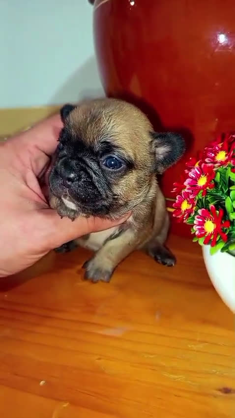 Bulldog Francés perros en venta: bulldog frances portador de fluffy hembra - Video 1