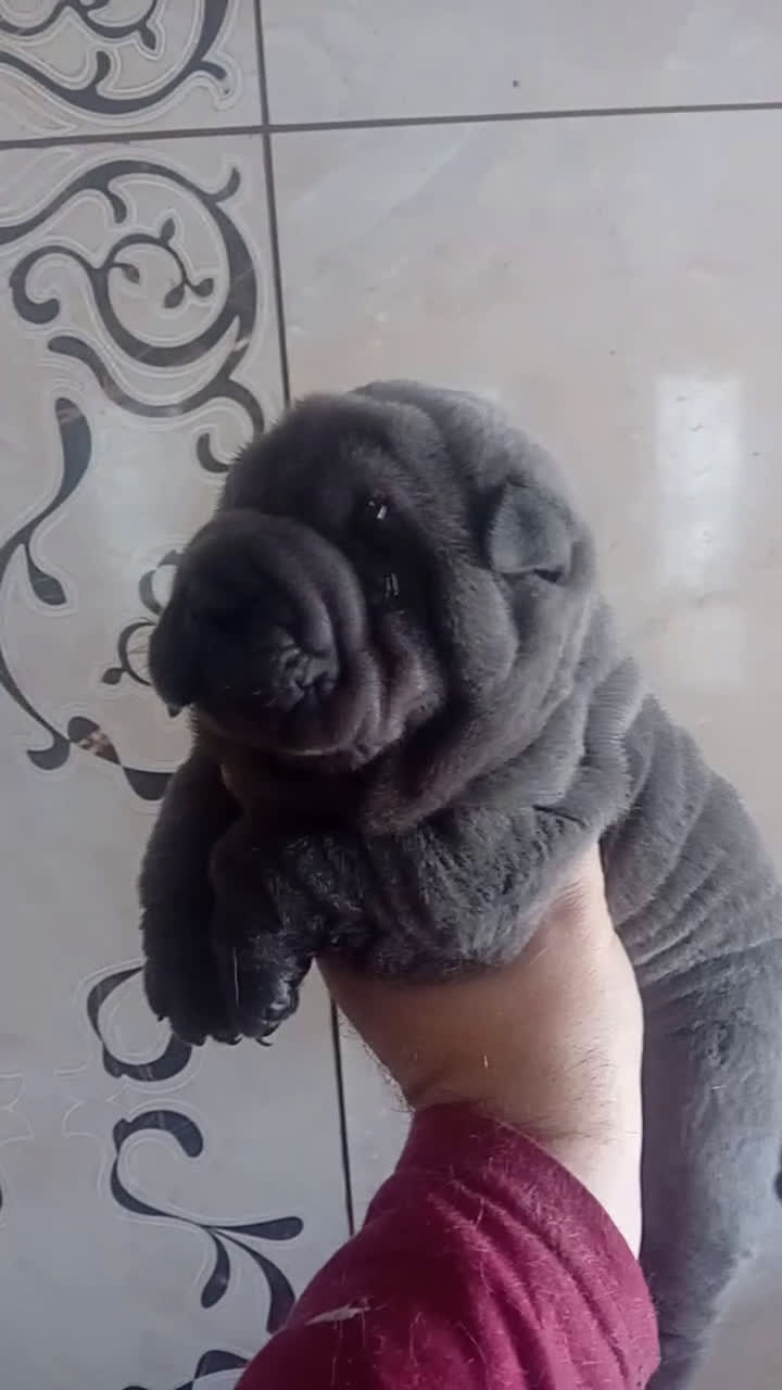 Shar Pei perros en venta: ‼️‼️Preciosa camada de minipeis  - Video 1