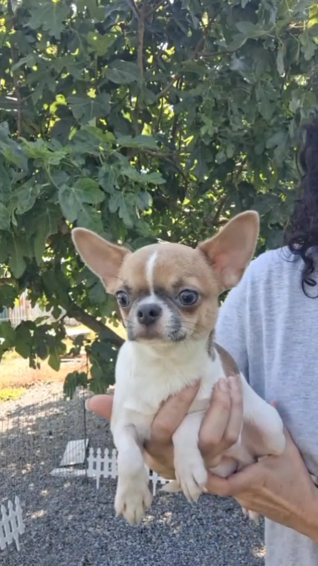 Chihuahua perros en venta: CHIHUAHUA - Video 1