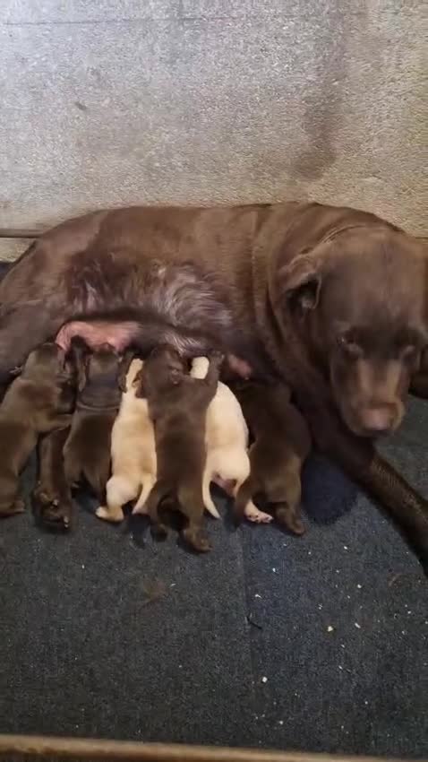 Labrador Retriever perros en venta: Labradores - Video 1