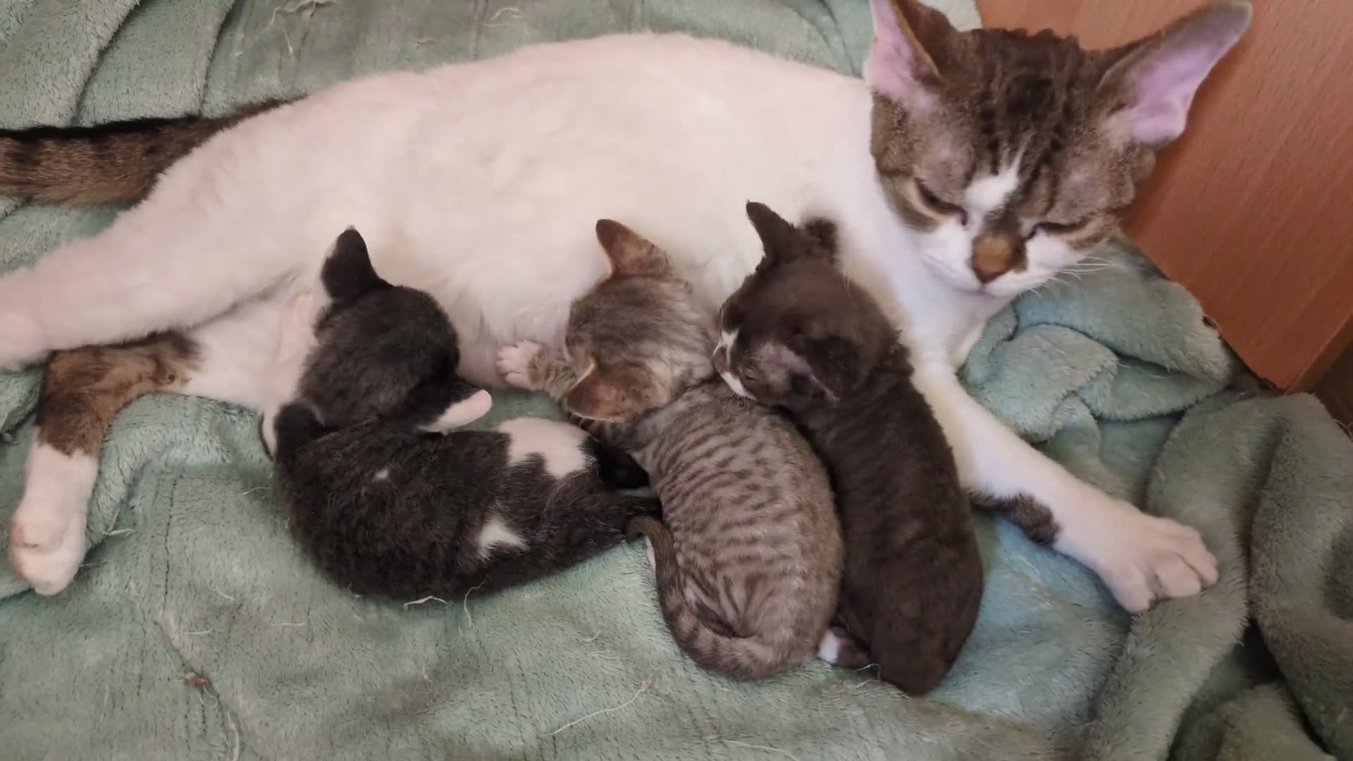 Devon Rex gatos en venta: Devon Rex – Gatitos disponibles - Video 1