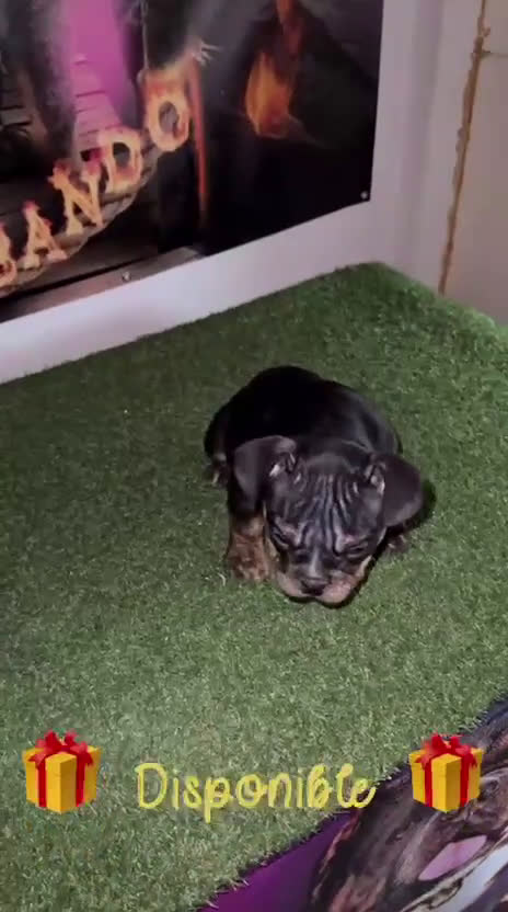 American Bully perros en venta: Preciosa hembra American Bully  - Video 2