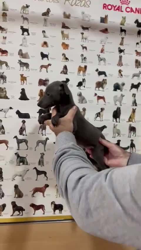 Pequeño Lebrel Italiano perros en venta: Piccolo lebrel italiano galgo  - Video 1