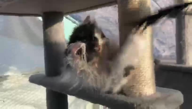 Persa gatos en venta: Persa macho bicolor - Video 1