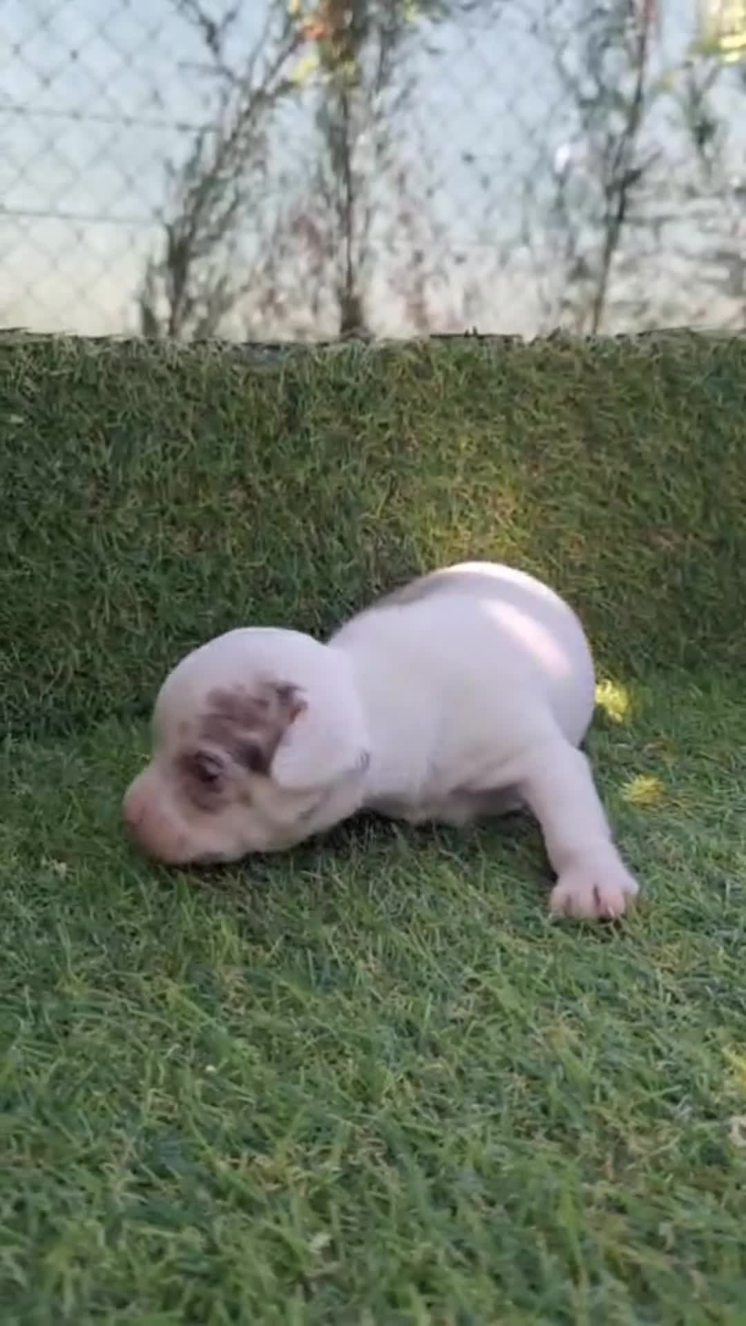 Chihuahua perros en venta: CHIHUAHUAS - Video 3