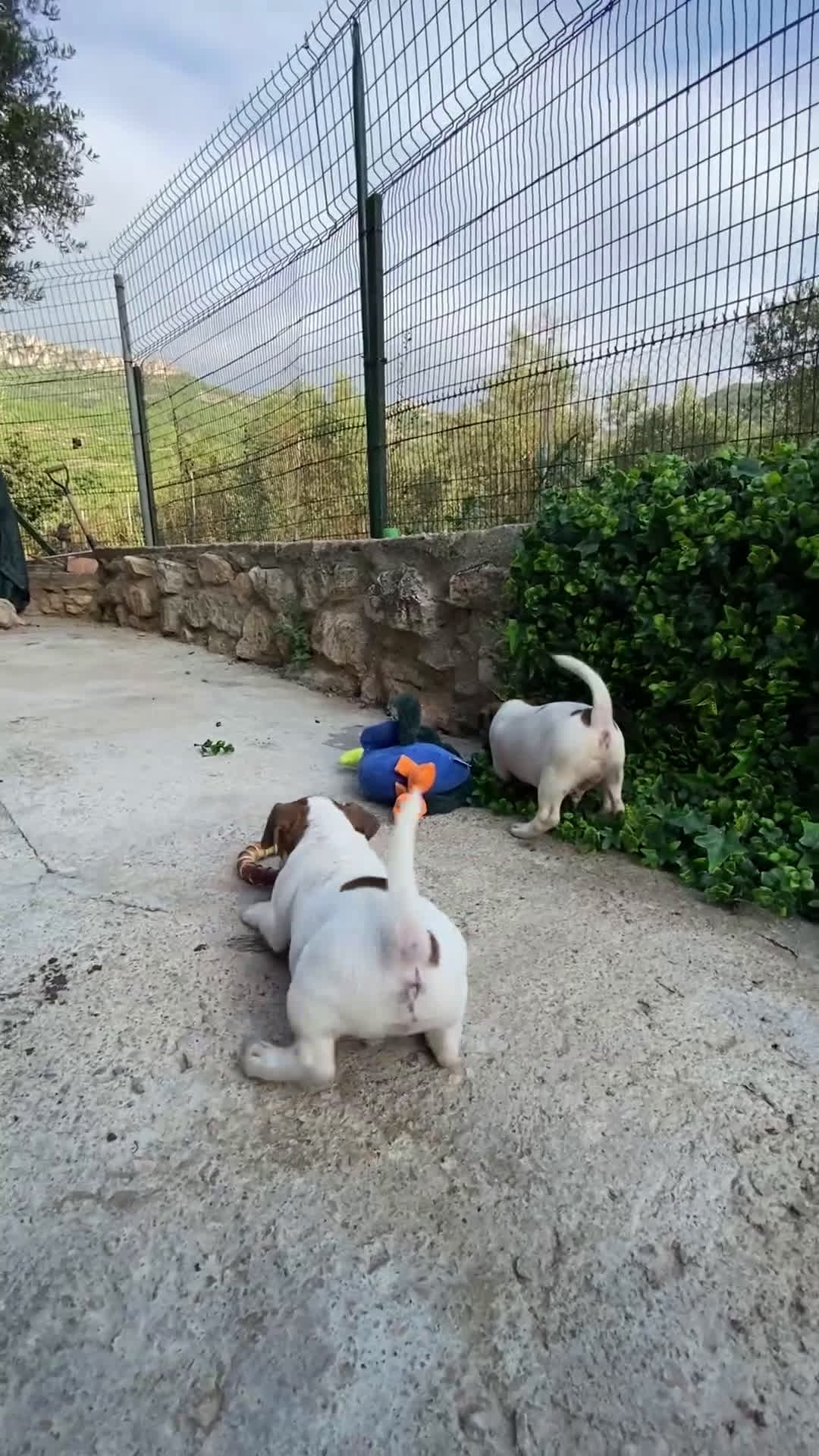 Jack Russell Terrier perros en venta: Jack Russell cachorros y recién nacidos 🥰✨ - Video 1