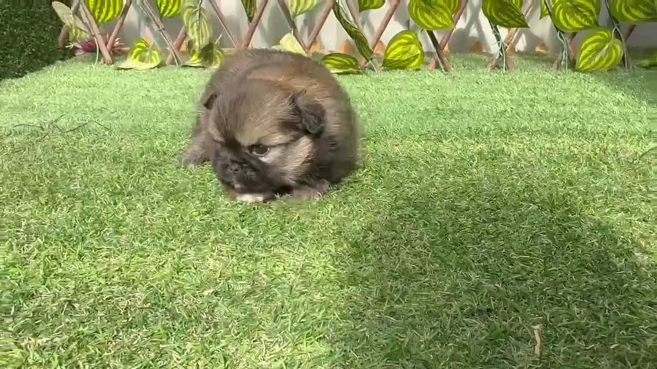 Maltipoo perros en venta: Machos y hembras de maltipoo - Video 2